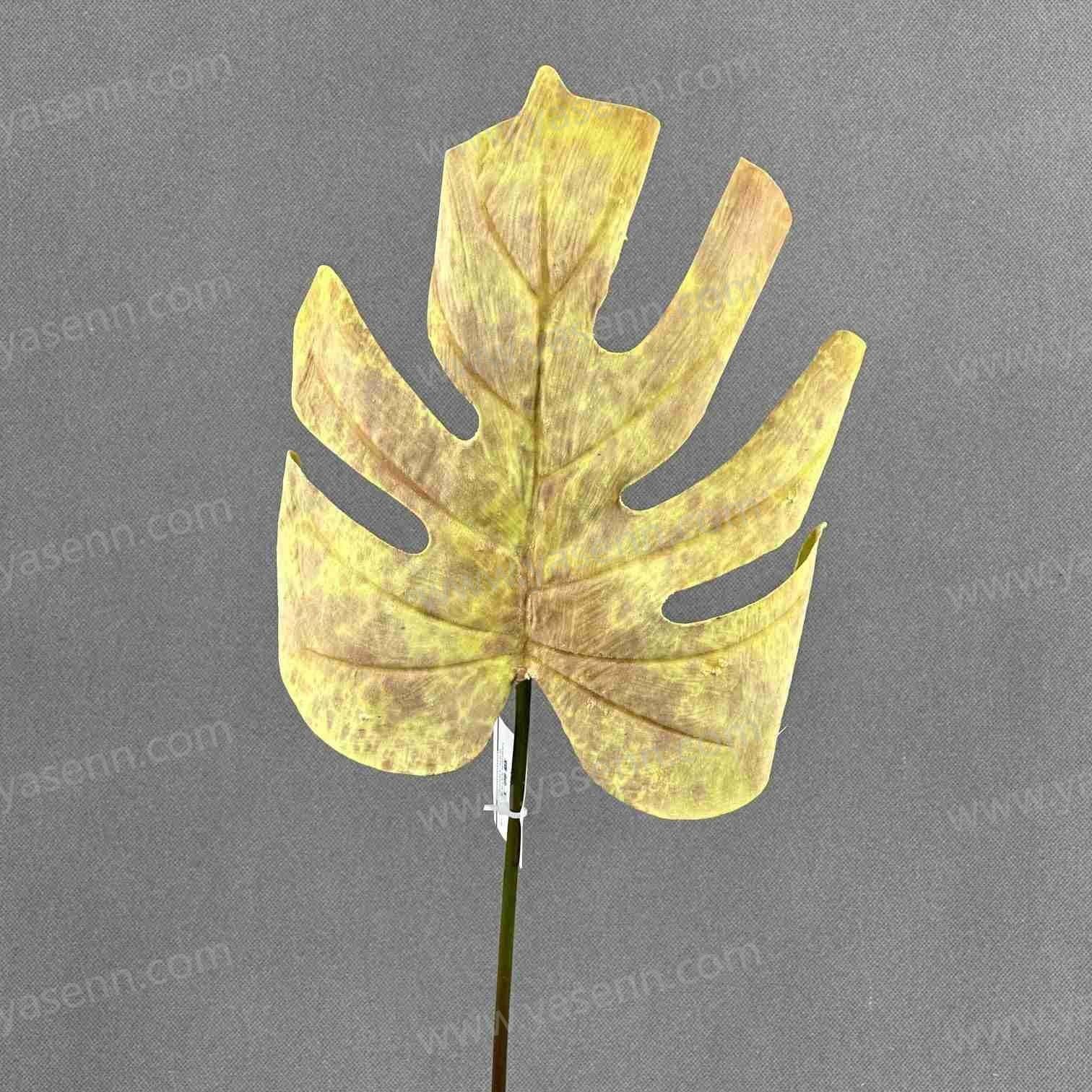 57CM SINGLE STEM OF TURTLE BACK LEAVES YSL24036