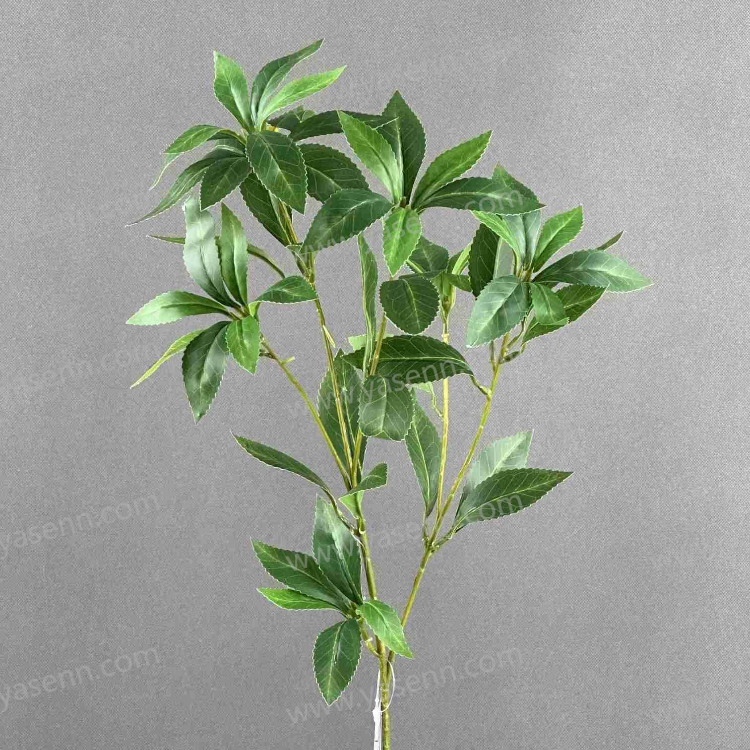 76CM SINGLE BRANCH PARIS POLYPHYLLA YSL24015