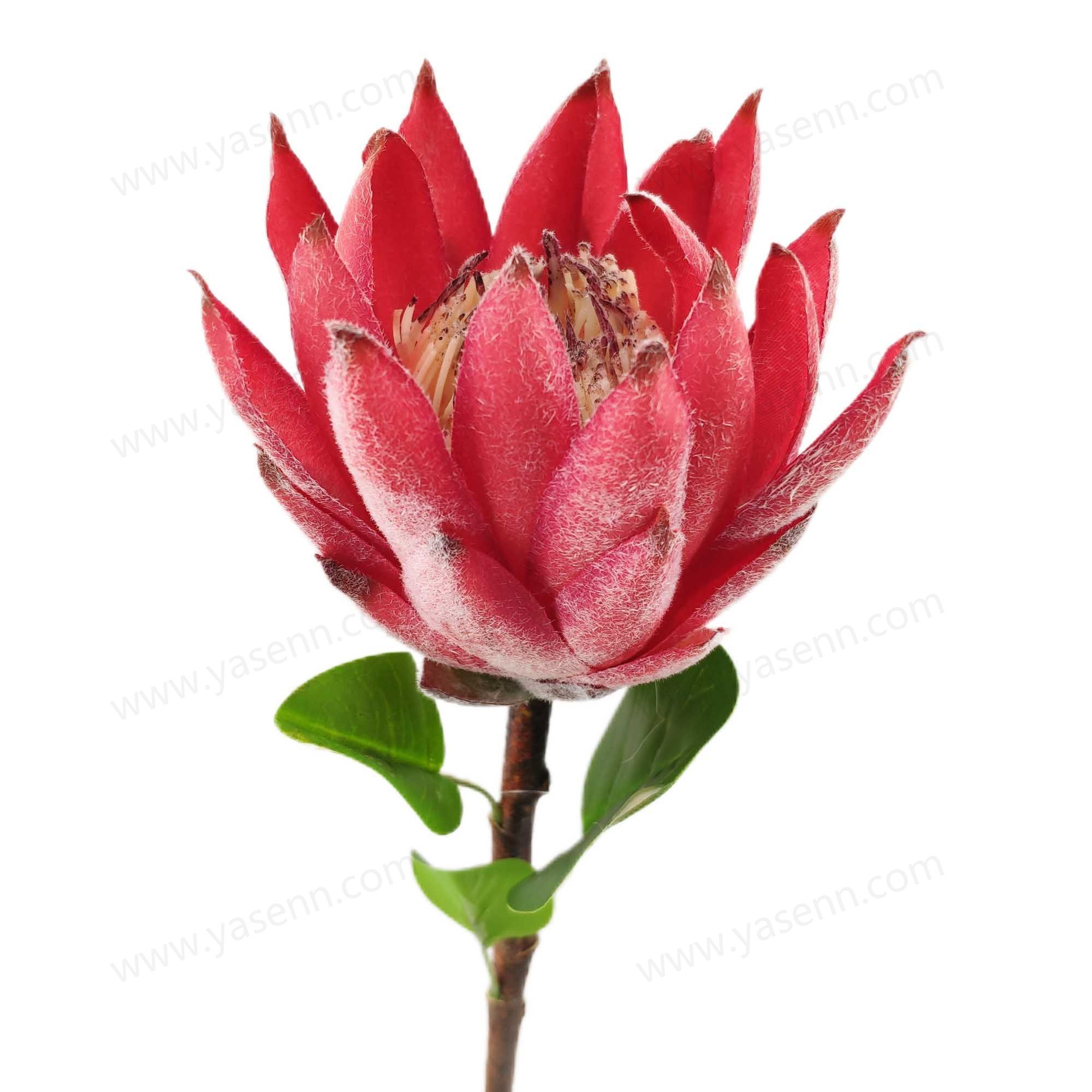 YSS23444 65CM Protea cynaroides ARTIFICIAL FLOWER